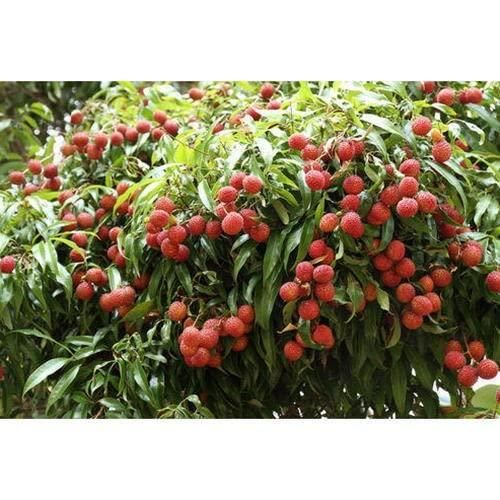 Healthy Lychee Fruit Seeds (Pack of 20)