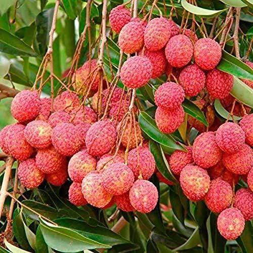 Healthy Lychee Fruit Seeds (Pack of 20)