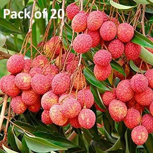 Healthy Lychee Fruit Seeds (Pack of 20)